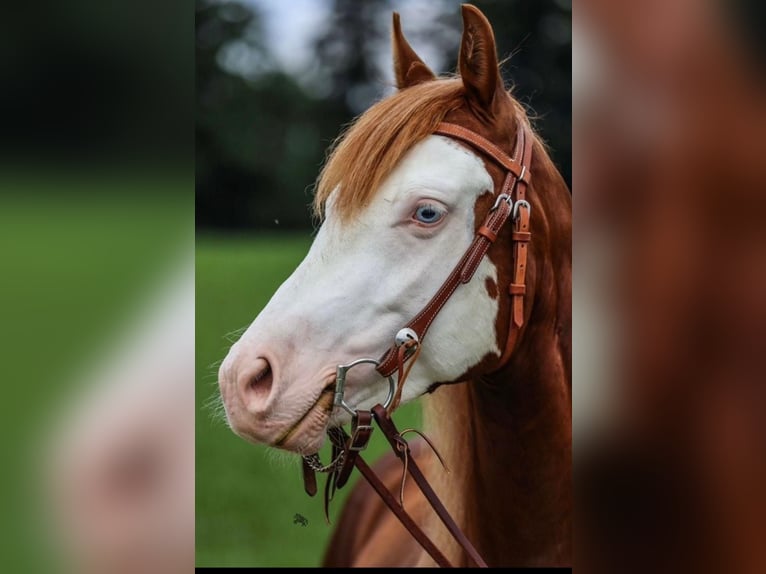 American Quarter Horse Castrone 4 Anni 150 cm Sauro in Bayerbach