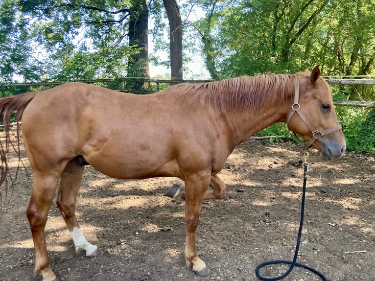 American Quarter Horse Castrone 4 Anni 150 cm Sauro in Theres