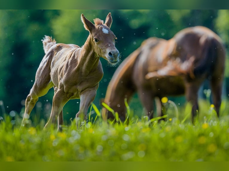 American Quarter Horse Castrone 4 Anni 150 cm Sauro ciliegia in Glashütten