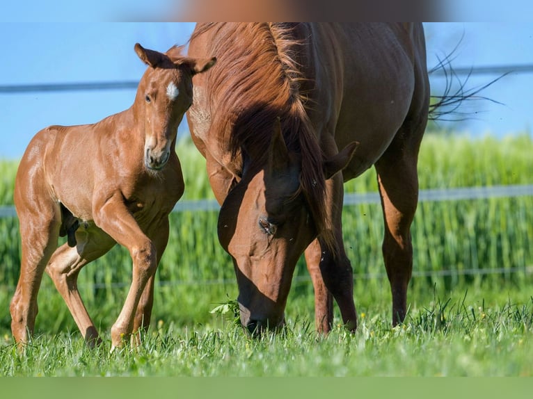 American Quarter Horse Castrone 4 Anni 150 cm Sauro ciliegia in Glashütten