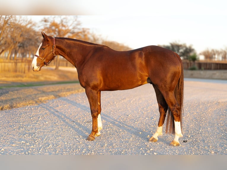 American Quarter Horse Castrone 4 Anni 150 cm Sauro ciliegia in Weatherford