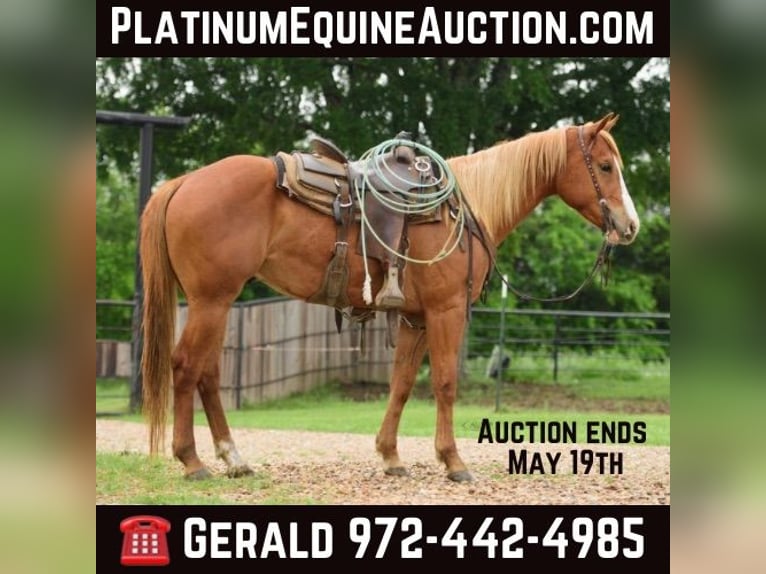 American Quarter Horse Castrone 4 Anni 150 cm Sauro ciliegia in Savoy TX