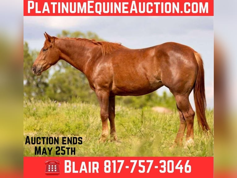 American Quarter Horse Castrone 4 Anni 150 cm Sauro ciliegia in Weatherford TX