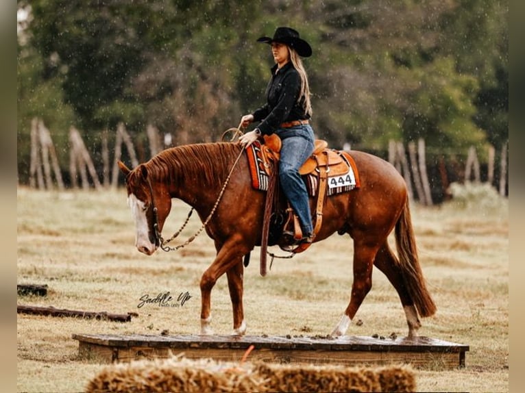 American Quarter Horse Castrone 4 Anni 150 cm Sauro ciliegia in Gainesville American Quarter Horse Castrone 4 Anni 150 cm Sauro ciliegia in Gainesville