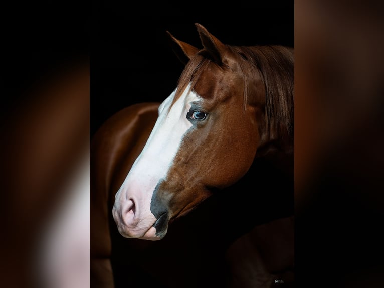American Quarter Horse Castrone 4 Anni 150 cm Sauro ciliegia in Gainesville American Quarter Horse Castrone 4 Anni 150 cm Sauro ciliegia in Gainesville