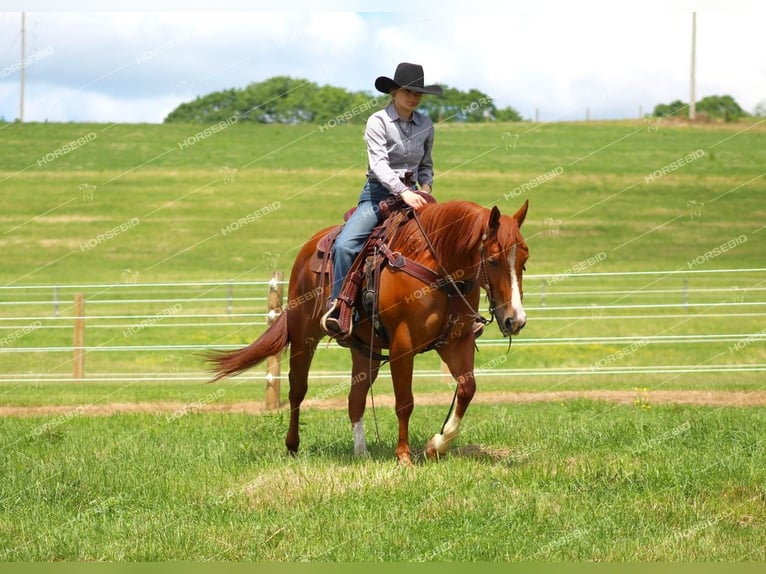 American Quarter Horse Castrone 4 Anni 150 cm Sauro ciliegia in Clarion