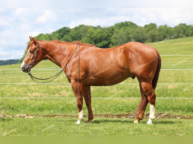 American Quarter Horse Castrone 4 Anni 150 cm Sauro ciliegia in Clarion