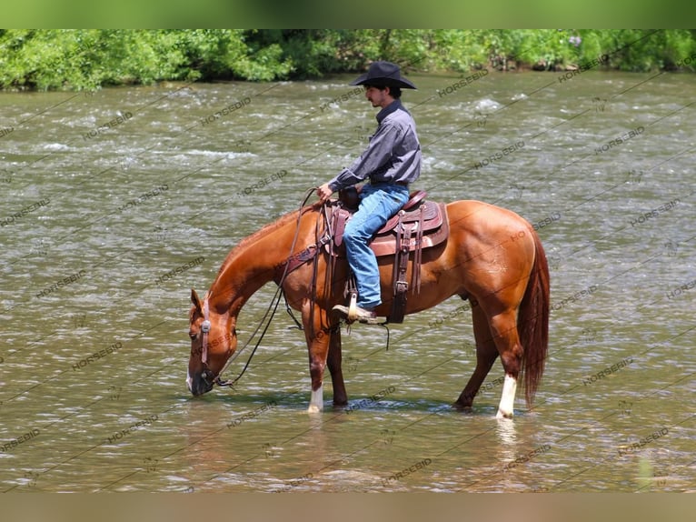 American Quarter Horse Castrone 4 Anni 150 cm Sauro ciliegia in Clarion