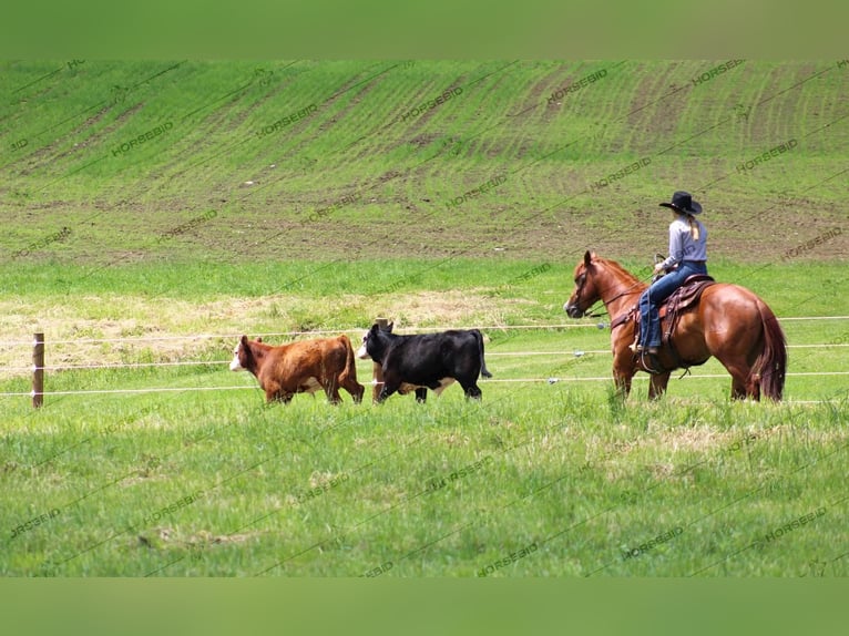 American Quarter Horse Castrone 4 Anni 150 cm Sauro ciliegia in Clarion