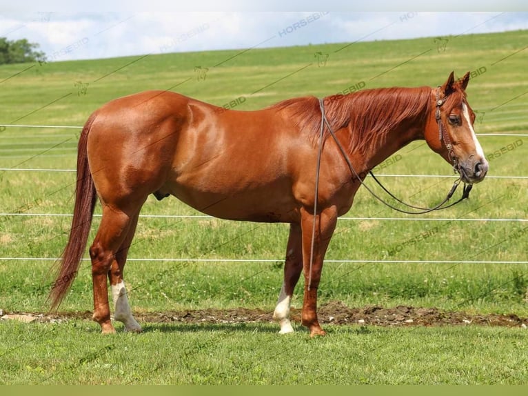 American Quarter Horse Castrone 4 Anni 150 cm Sauro ciliegia in Clarion