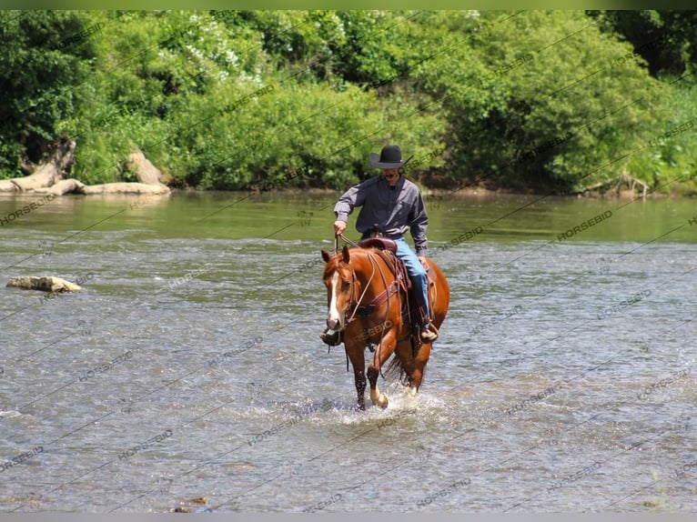 American Quarter Horse Castrone 4 Anni 150 cm Sauro ciliegia in Clarion