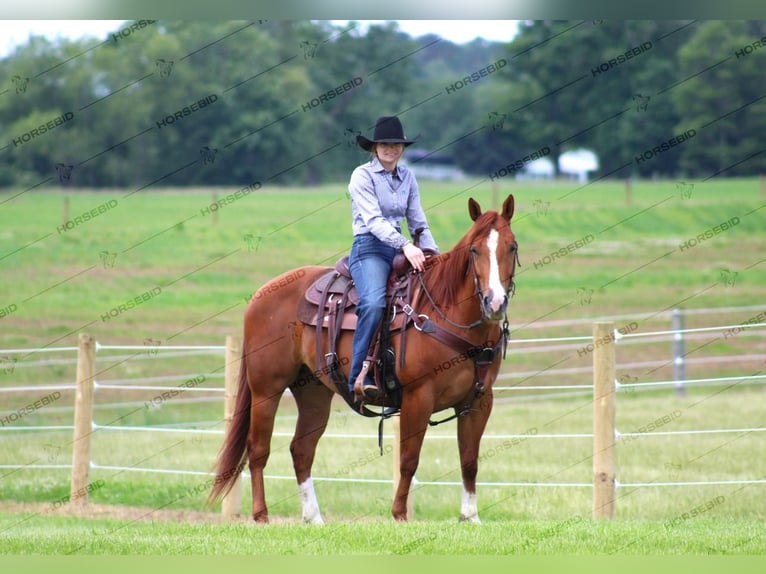 American Quarter Horse Castrone 4 Anni 150 cm Sauro ciliegia in Clarion