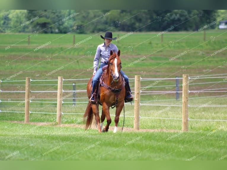 American Quarter Horse Castrone 4 Anni 150 cm Sauro ciliegia in Clarion