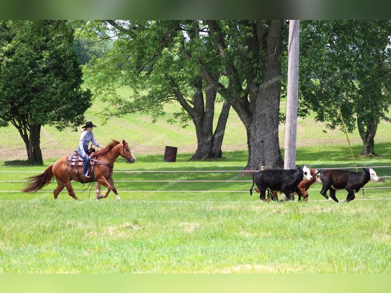 American Quarter Horse Castrone 4 Anni 150 cm Sauro ciliegia in Clarion