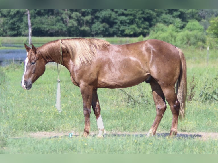 American Quarter Horse Castrone 4 Anni 150 cm Sauro ciliegia in Carthage