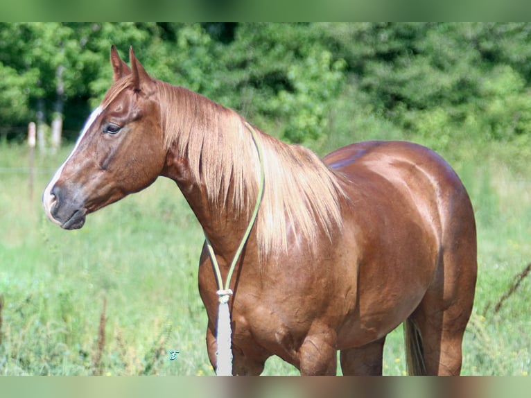 American Quarter Horse Castrone 4 Anni 150 cm Sauro ciliegia in Carthage