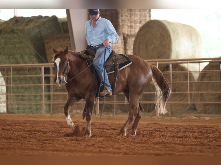 American Quarter Horse Castrone 4 Anni 150 cm Sauro ciliegia in Carthage