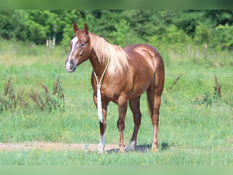 American Quarter Horse Castrone 4 Anni 150 cm Sauro ciliegia in Carthage