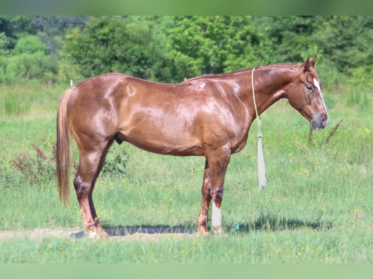 American Quarter Horse Castrone 4 Anni 150 cm Sauro ciliegia in Carthage