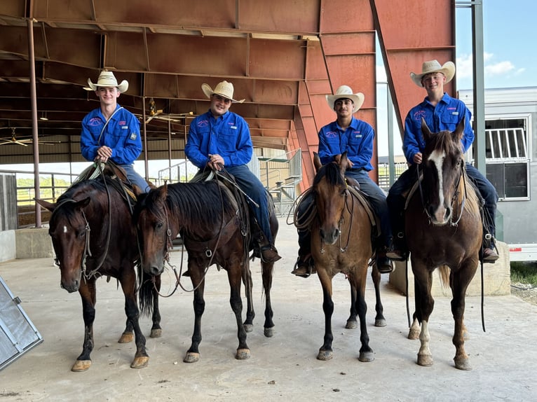 American Quarter Horse Castrone 4 Anni 150 cm Sauro ciliegia in Carthage