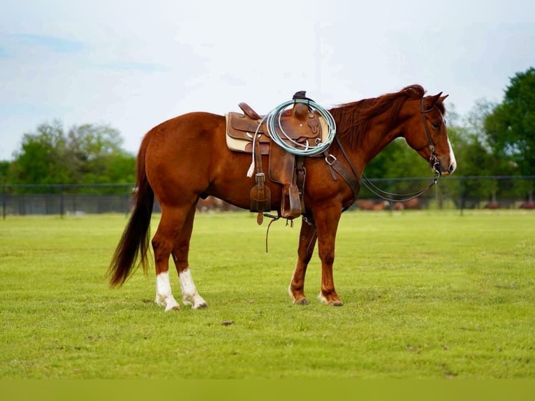 American Quarter Horse Castrone 4 Anni 150 cm Sauro ciliegia in Collinsville