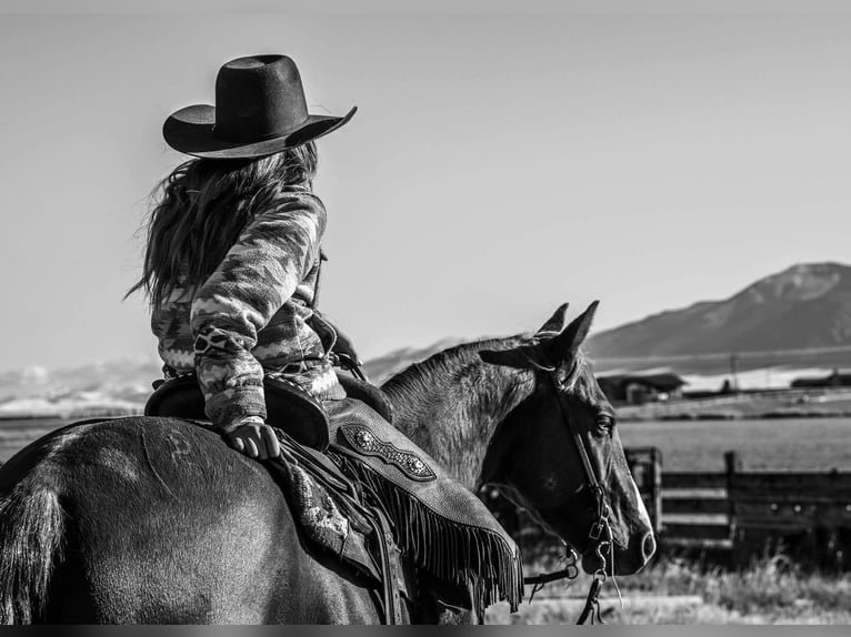 American Quarter Horse Castrone 4 Anni 150 cm Sauro ciliegia in Dillon, MT