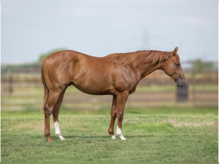 American Quarter Horse Castrone 4 Anni 150 cm Sauro ciliegia in Collinsville, TX