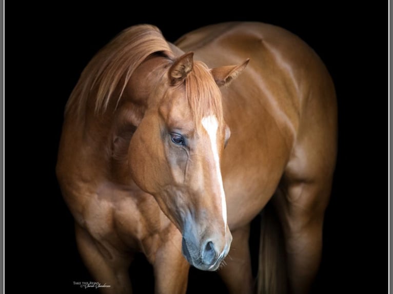 American Quarter Horse Castrone 4 Anni 150 cm Sauro ciliegia in Collinsville, TX