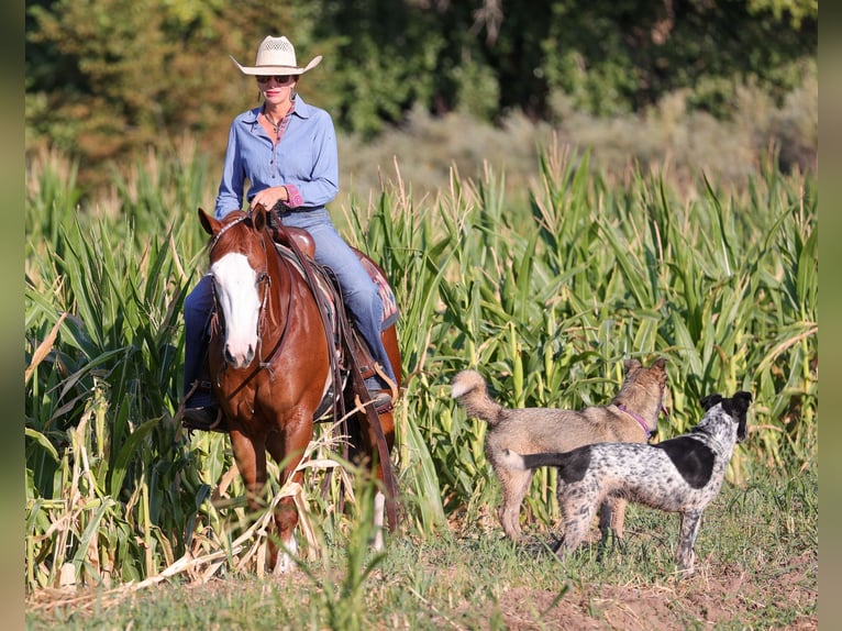 American Quarter Horse Castrone 4 Anni 150 cm Sauro ciliegia in Belen