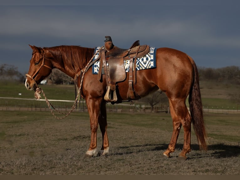 American Quarter Horse Castrone 4 Anni 150 cm Sauro ciliegia in Weatherford