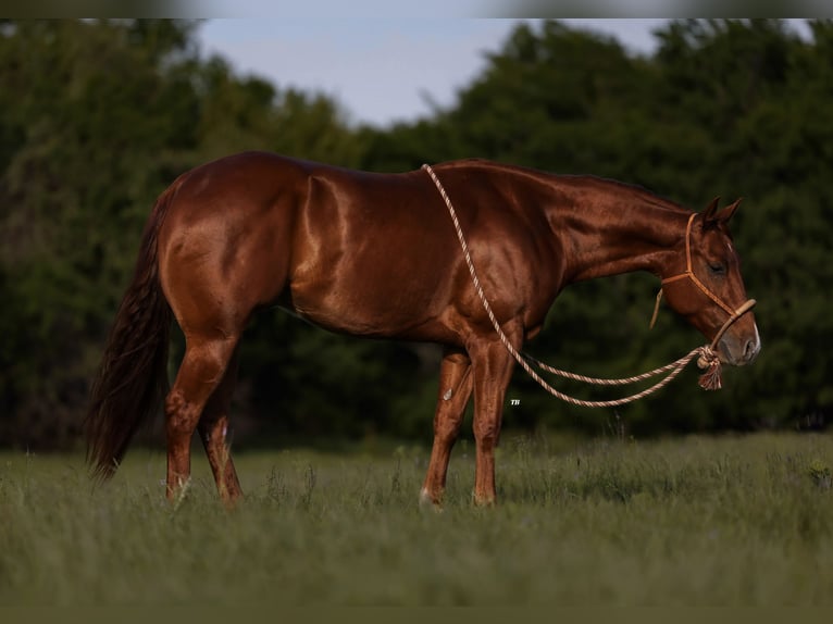 American Quarter Horse Castrone 4 Anni 150 cm Sauro ciliegia in Weatherford