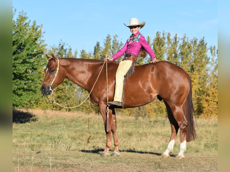 American Quarter Horse Castrone 4 Anni 150 cm Sauro ciliegia in Joice, IA