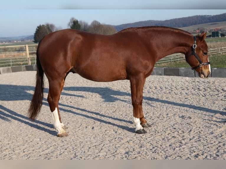 American Quarter Horse Castrone 4 Anni 150 cm Sauro in Duingen