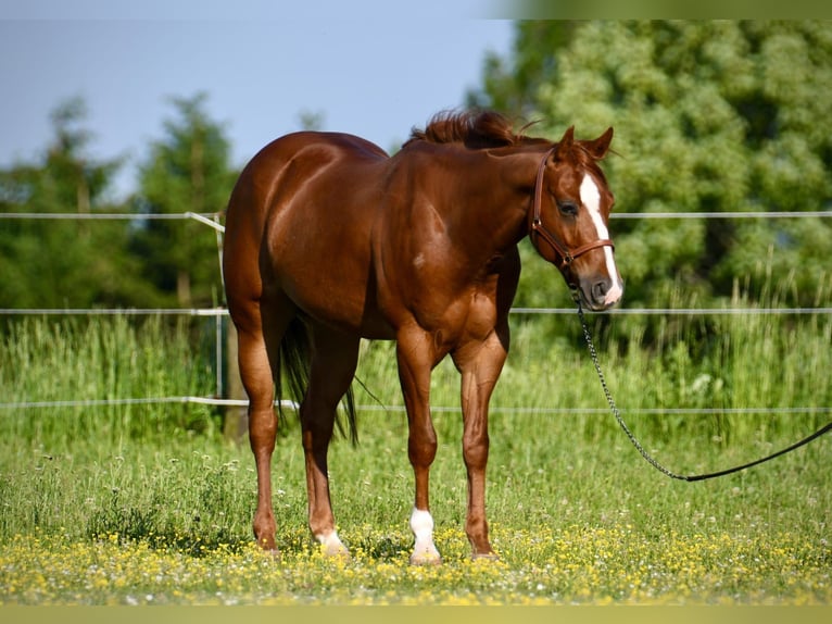 American Quarter Horse Castrone 4 Anni 150 cm Sauro in Pram