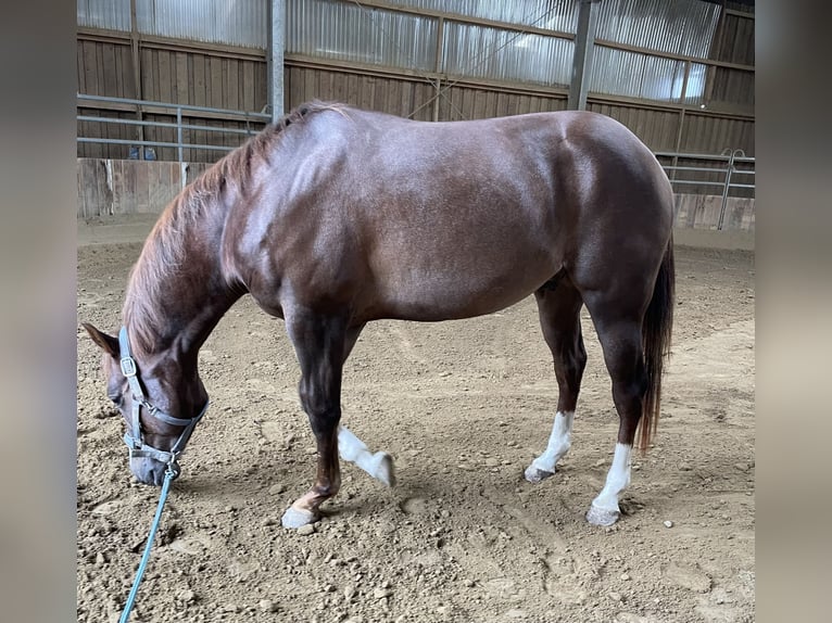 American Quarter Horse Castrone 4 Anni 150 cm Sauro scuro in Klingsmoos