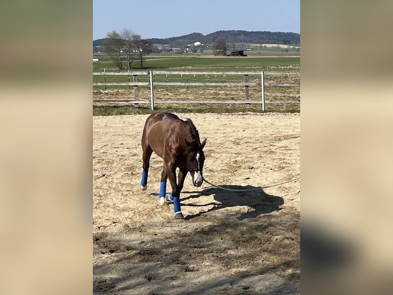 American Quarter Horse Castrone 4 Anni 150 cm Sauro scuro in Klingsmoos