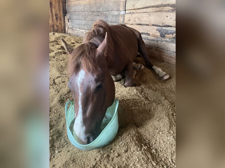 American Quarter Horse Castrone 4 Anni 150 cm Sauro scuro in Klingsmoos