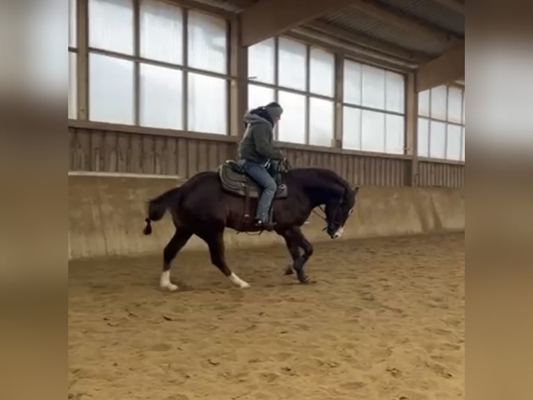 American Quarter Horse Castrone 4 Anni 150 cm Sauro scuro in Klingsmoos