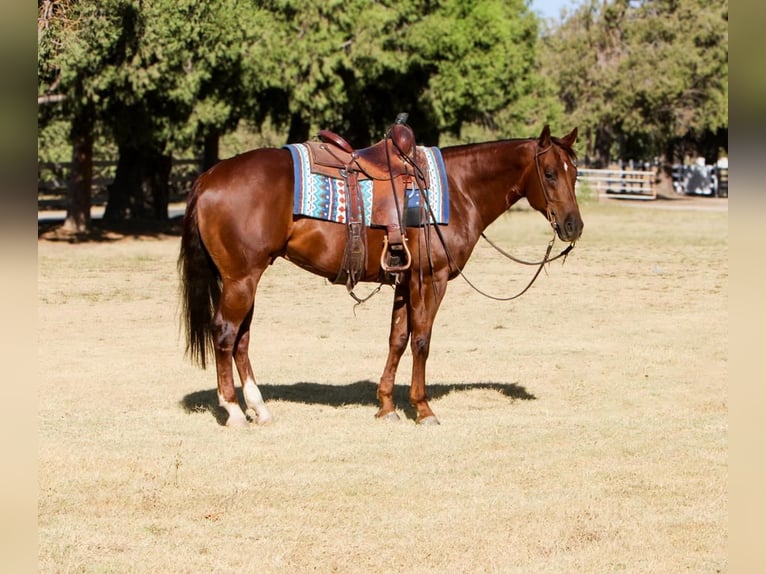 American Quarter Horse Castrone 4 Anni 150 cm Sauro scuro in Waterford, CA