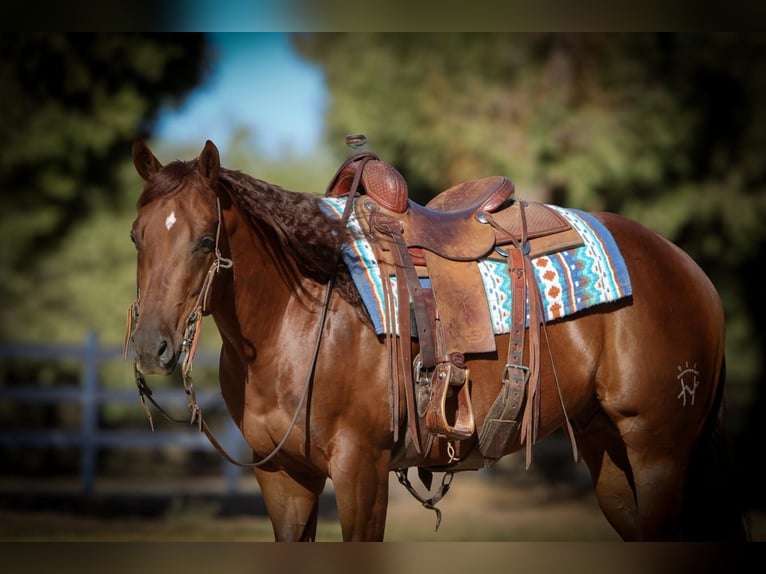 American Quarter Horse Castrone 4 Anni 150 cm Sauro scuro in Waterford, CA