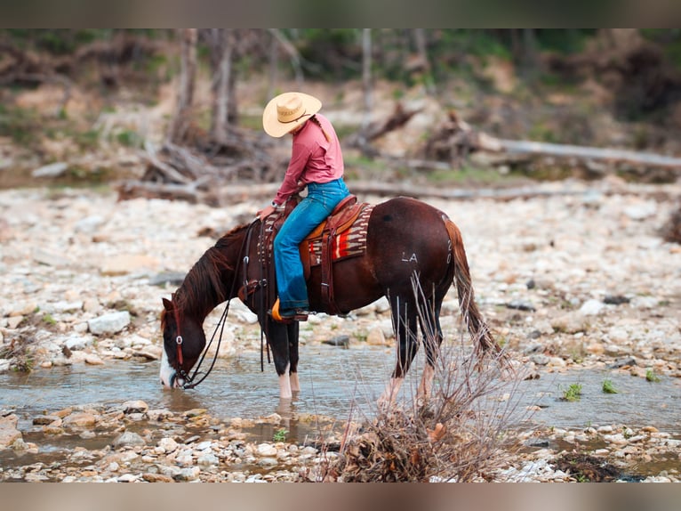 American Quarter Horse Castrone 4 Anni 150 cm Sauro scuro in Stephenville, TX