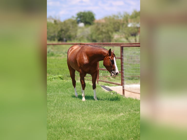 American Quarter Horse Castrone 4 Anni 150 cm Sauro scuro in Stephenville, TX