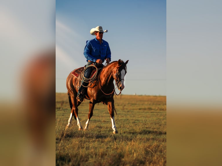 American Quarter Horse Castrone 4 Anni 150 cm Sauro scuro in Stephenville, TX