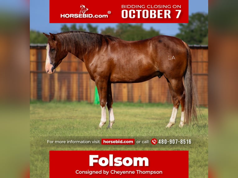 American Quarter Horse Castrone 4 Anni 150 cm Sauro scuro in Stephenville, TX