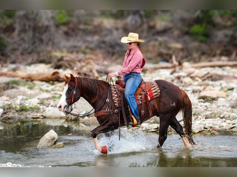 American Quarter Horse Castrone 4 Anni 150 cm Sauro scuro in Stephenville, TX