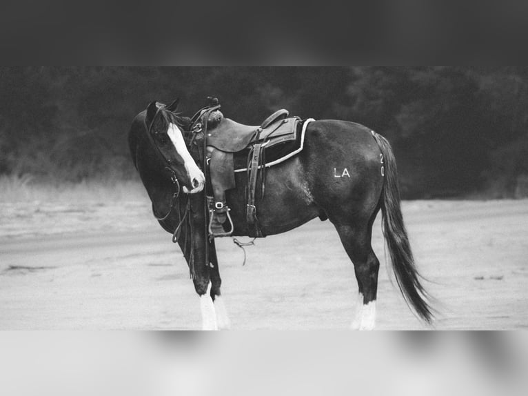 American Quarter Horse Castrone 4 Anni 150 cm Sauro scuro in Stephenville, TX