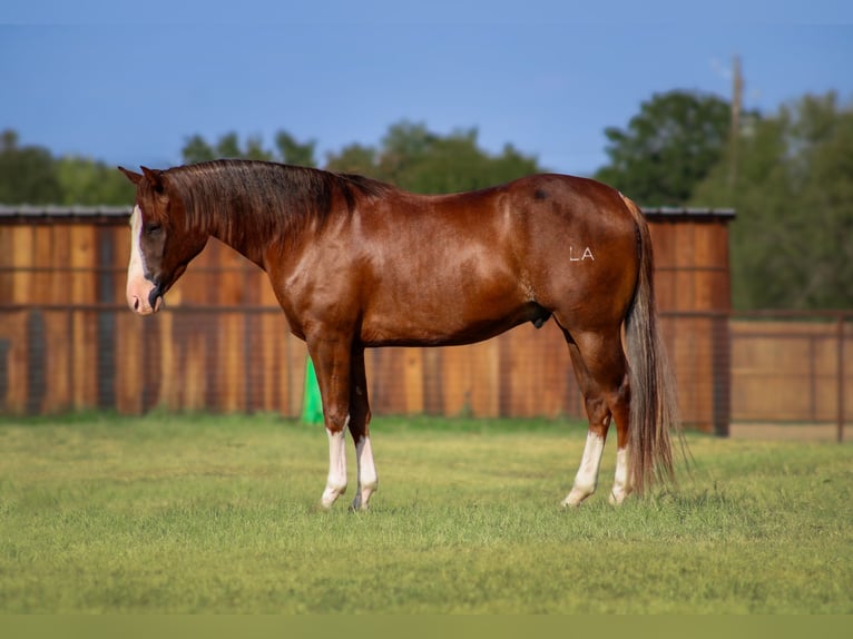 American Quarter Horse Castrone 4 Anni 150 cm Sauro scuro in Stephenville, TX