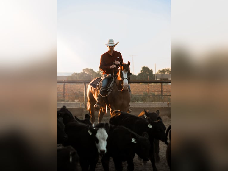 American Quarter Horse Castrone 4 Anni 150 cm Sauro scuro in Stephenville, TX