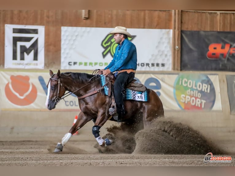 American Quarter Horse Castrone 4 Anni 150 cm Sauro scuro in San Fruttuoso