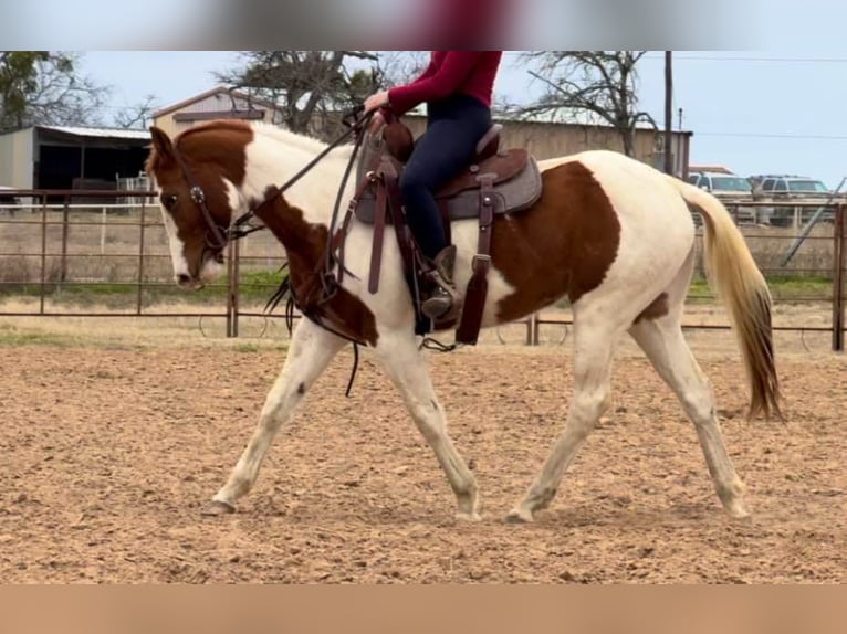American Quarter Horse Castrone 4 Anni 150 cm Tobiano-tutti i colori in Weatherford TX